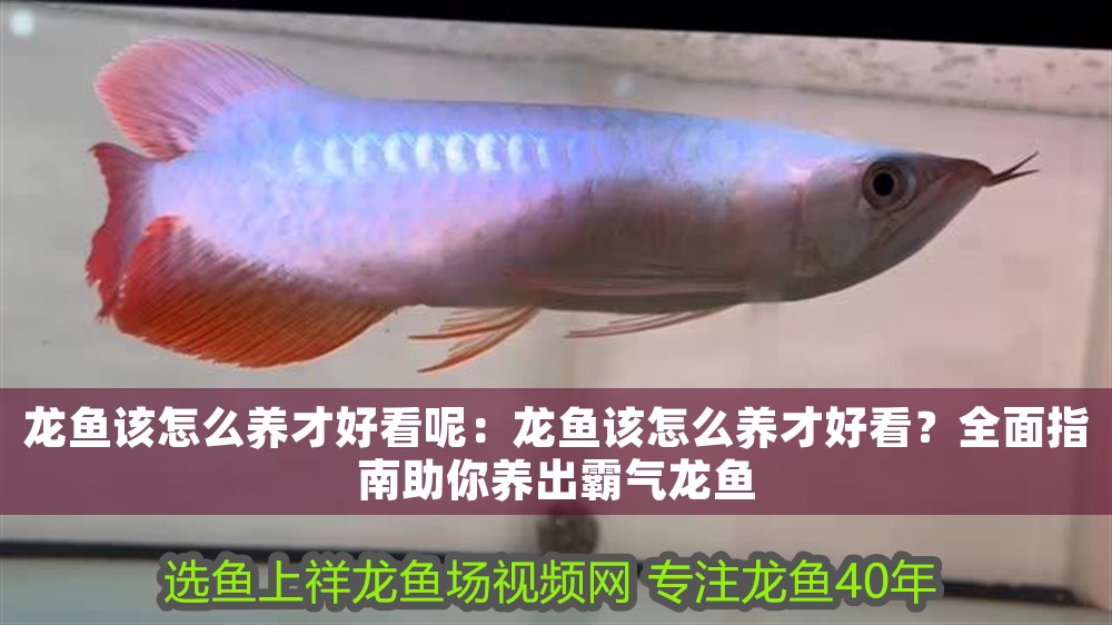龍魚(yú)該怎么養(yǎng)才好看呢：龍魚(yú)該怎么養(yǎng)才好看？全面指南助你養(yǎng)出霸氣龍魚(yú)