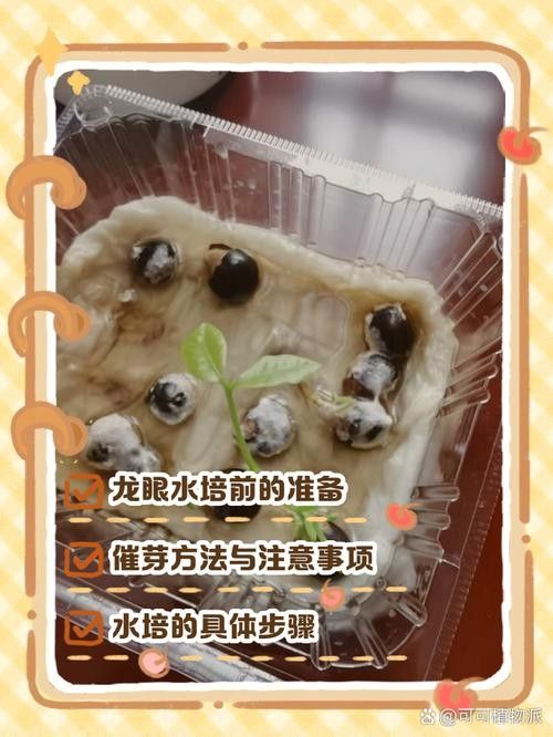 龍眼膨大期葉面肥的濃度如何控制？