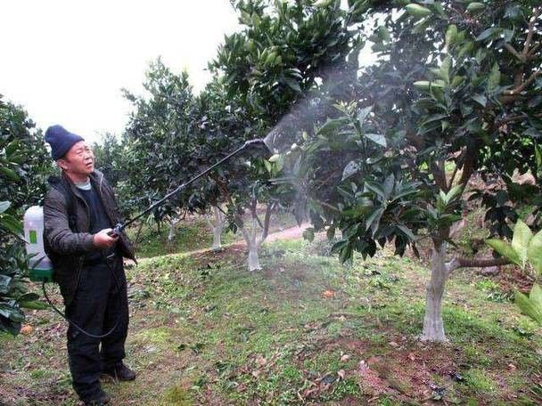 龍眼膨大期葉面肥的濃度如何控制？