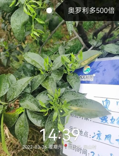 龍眼膨大期葉面肥的濃度如何控制？