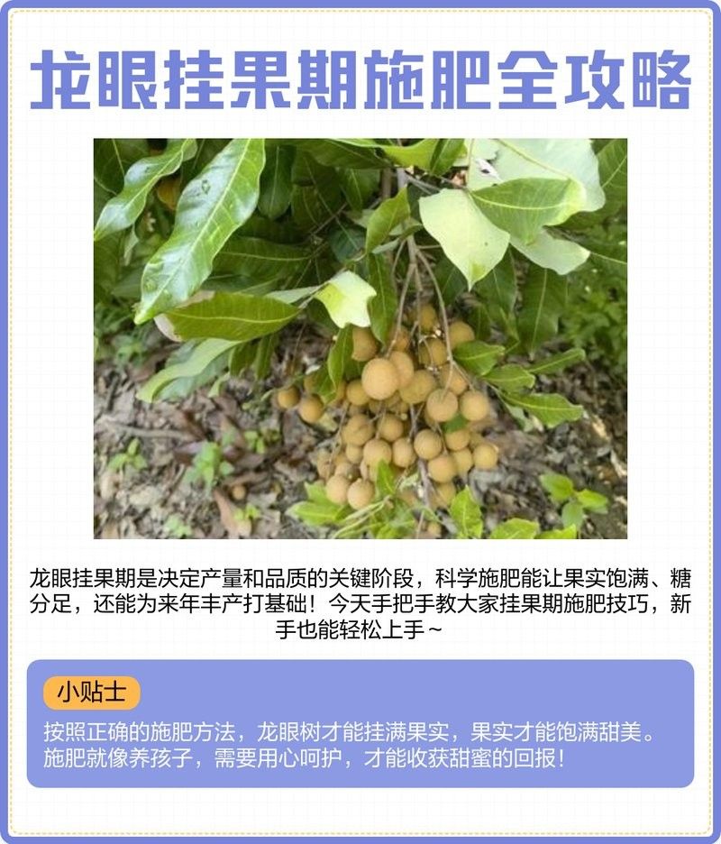 龍眼膨大期葉面肥的濃度如何控制？