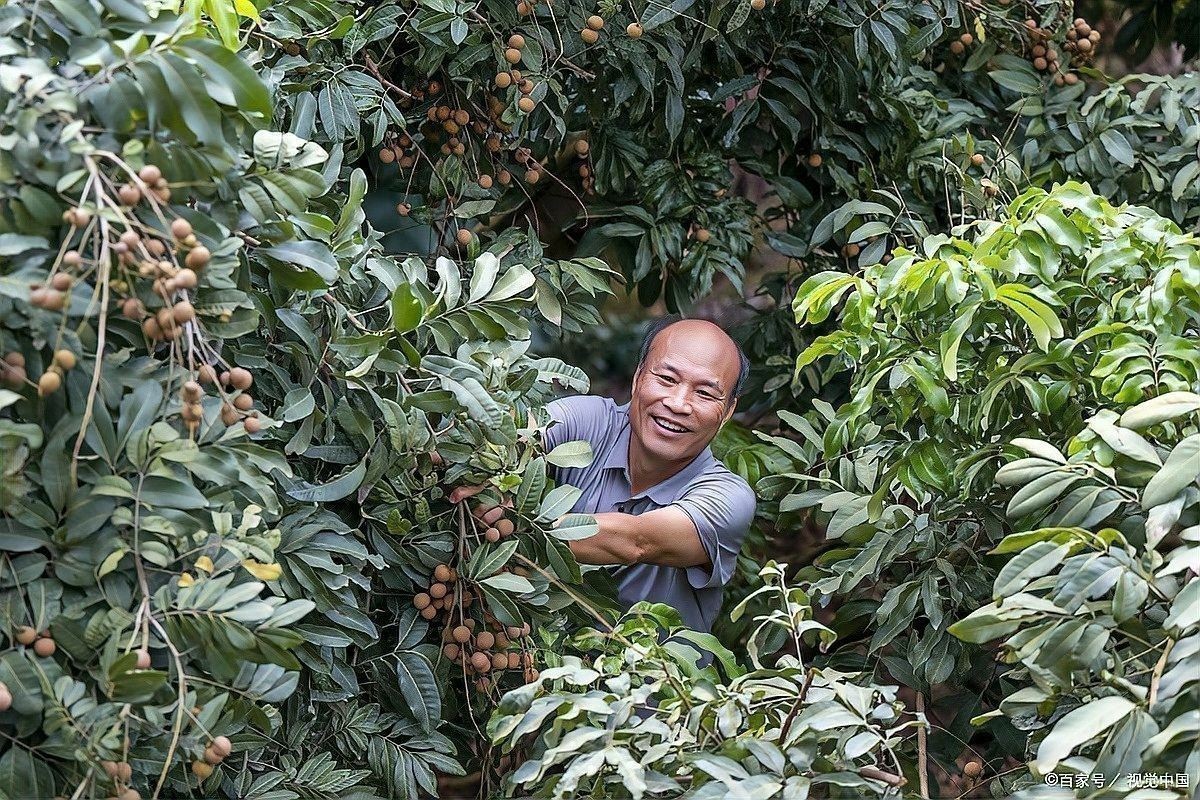龍眼膨大期葉面肥的濃度如何控制？