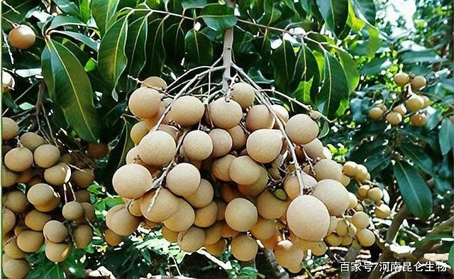 龍眼膨大期葉面肥的濃度如何控制？
