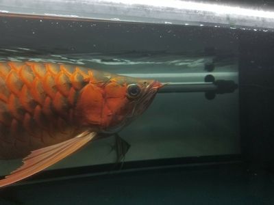 龍魚掉眼會越來越嚴重嗎：龍魚掉眼的原因以及處理方式 龍魚掉眼會越來越嚴重嗎：龍魚掉眼的原因以及處理方式 龍魚百科 第3張