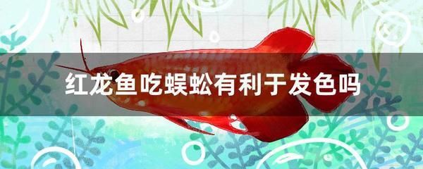 紅龍魚發(fā)色的最佳溫度和時間（紅龍魚什么時候發(fā)色）
