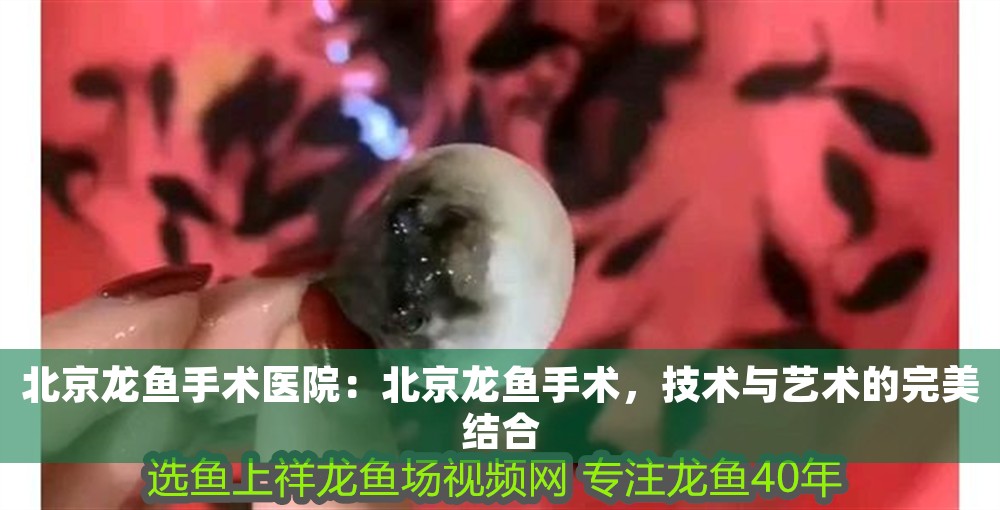北京龍魚手術醫院：北京龍魚手術，技術與藝術的完美結合
