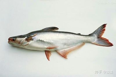 巴沙魚(yú)與龍利魚(yú)的區(qū)別：如何辨別巴沙魚(yú)和龍利魚(yú)
