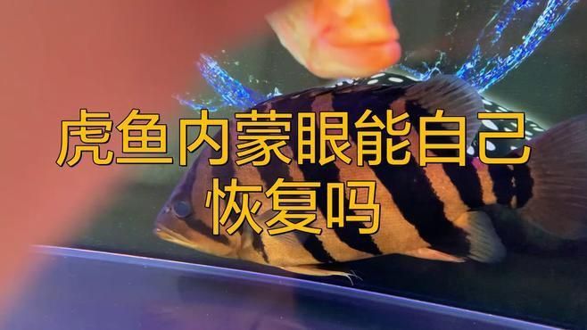 魚蒙眼病會自愈嗎？