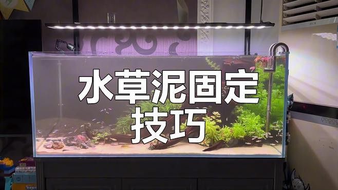 如何固定魚缸中的裝飾物？