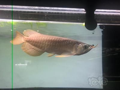 大湖龍魚和超血紅龍的區(qū)別大湖龍魚和超血紅龍有區(qū)別嗎：大湖龍魚和超血紅龍的區(qū)別,