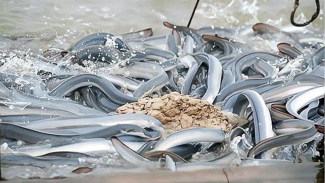 銀龍魚(yú)水霉怎么治療最快