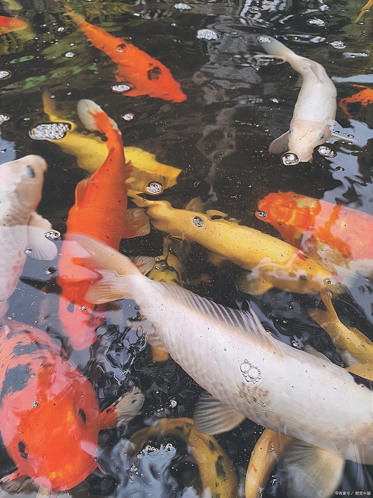 銀龍魚(yú)水霉怎么治療最快
