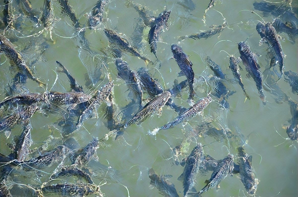 龍魚苗哪里有賣啊