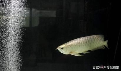 銀龍魚的好處（銀龍魚不僅外觀獨特，營養價值和心理調節作用和心理調節作用）