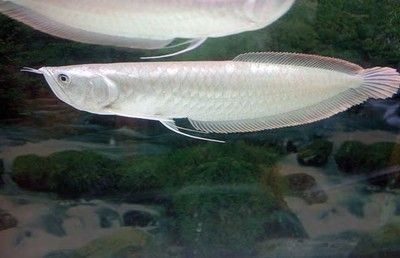 銀龍魚的好處（銀龍魚不僅外觀獨特，營養價值和心理調節作用和心理調節作用）