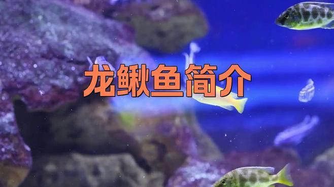 如何區分龍鰍魚和普通泥鰍？