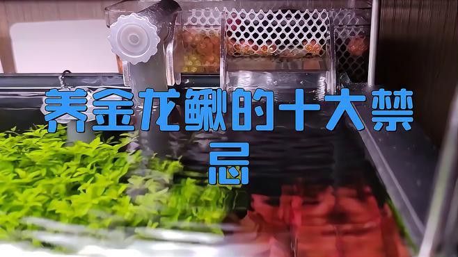 如何區分龍鰍魚和普通泥鰍？