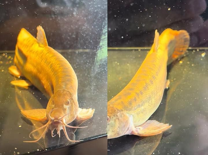 如何區分龍鰍魚和普通泥鰍？