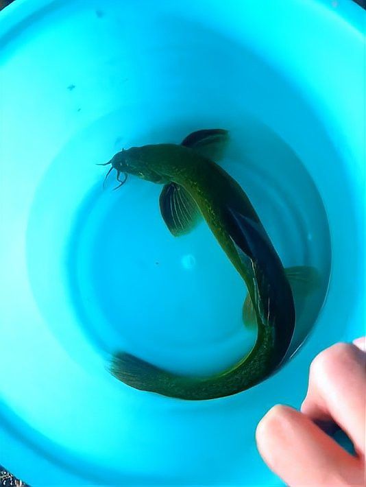 如何區分龍鰍魚和普通泥鰍？