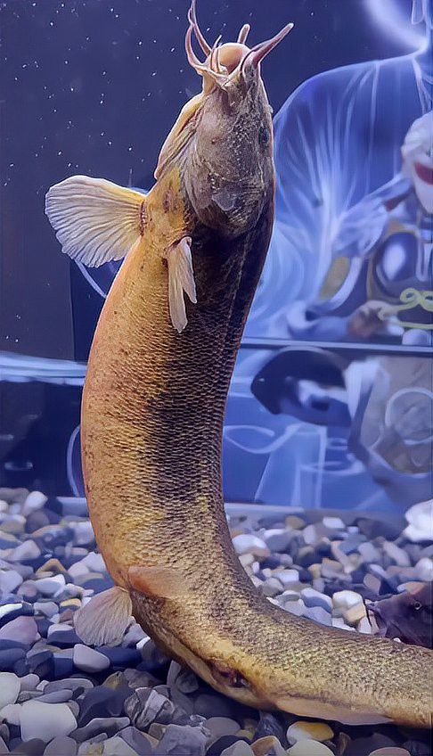 如何區分龍鰍魚和普通泥鰍？