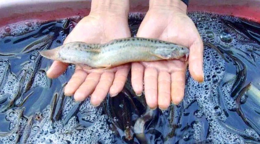 如何區分龍鰍魚和普通泥鰍？