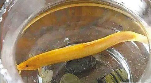 如何區分龍鰍魚和普通泥鰍？