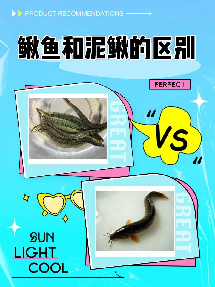 如何區分龍鰍魚和普通泥鰍？