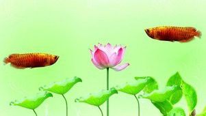 金龍魚壁紙有哪些尺寸？