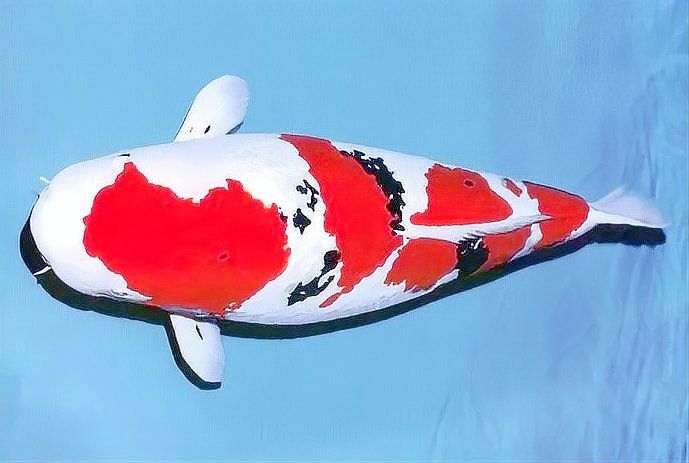 錦鯉魚缸