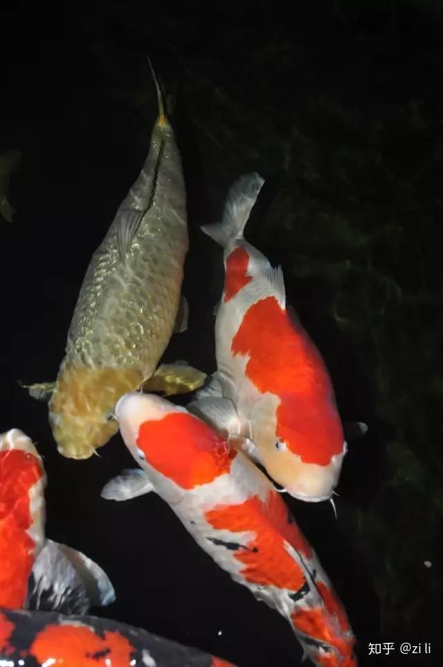 錦鯉魚缸