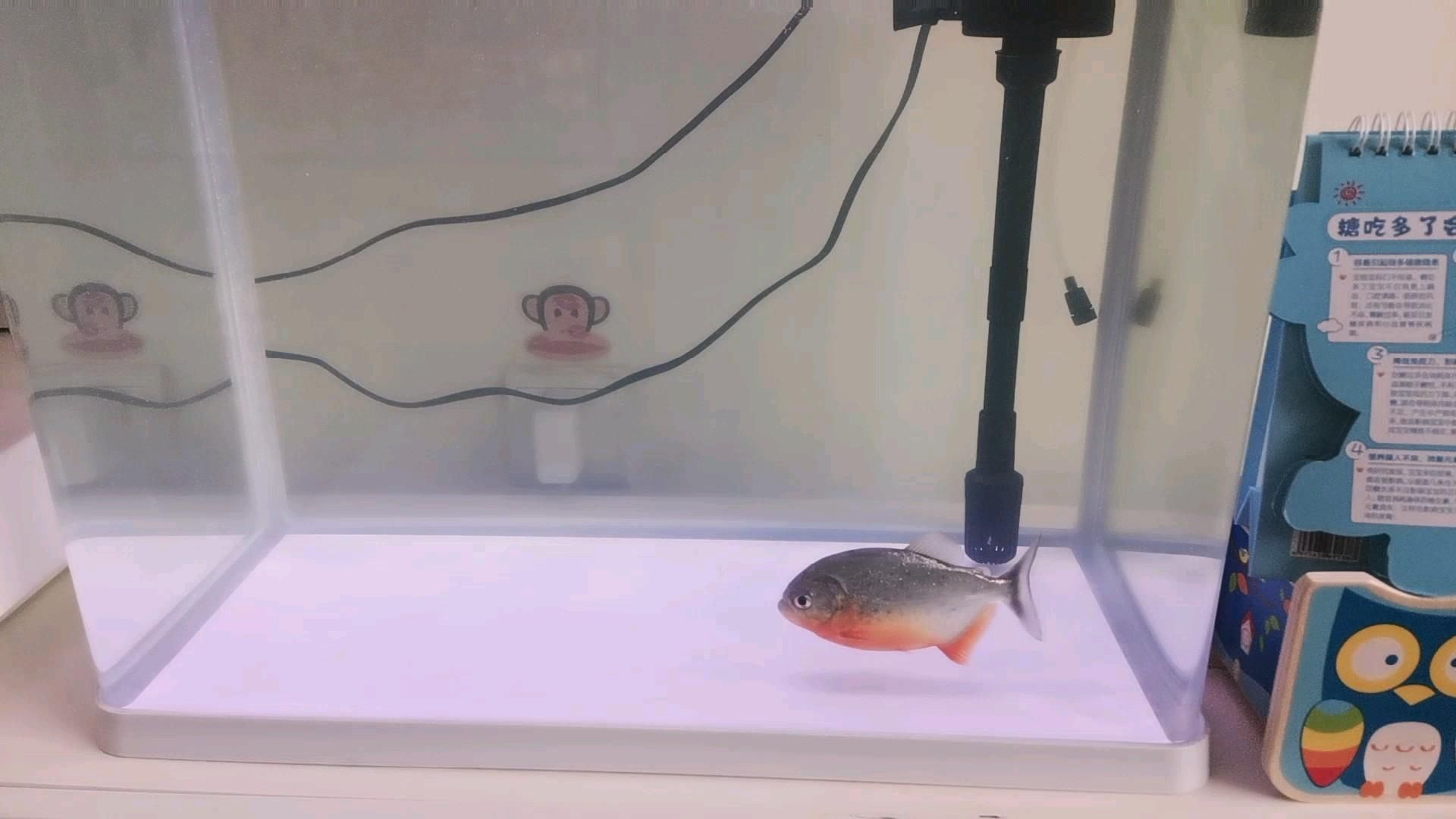 紅龍魚總在缸底游動：紅龍魚為什么總在缸底游動 紅龍魚總在缸底游動：紅龍魚為什么總在缸底游動 龍魚百科 第1張