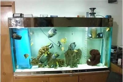 小型魚 龍魚缸一個月電費:龍魚缸一個月電費多少 龍魚百科 龍魚缸一個月電費:龍魚缸一個月電費多少 龍魚缸一個月電費:龍魚缸一個月電費多少 龍魚百科