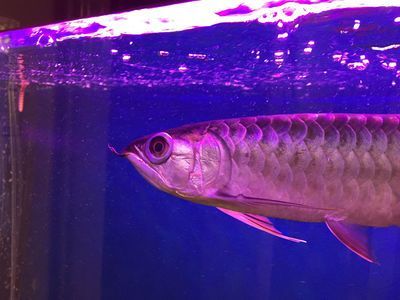 金龍魚嘴巴上起了個泡怎么回事：金龍魚嘴巴上起泡可能是由于多種原因造成的，以下原因和處理方法