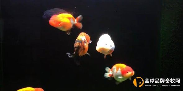 紅龍魚立鱗病會傳染嗎？ 紅龍魚立鱗病會傳染嗎？ 龍魚百科 第5張
