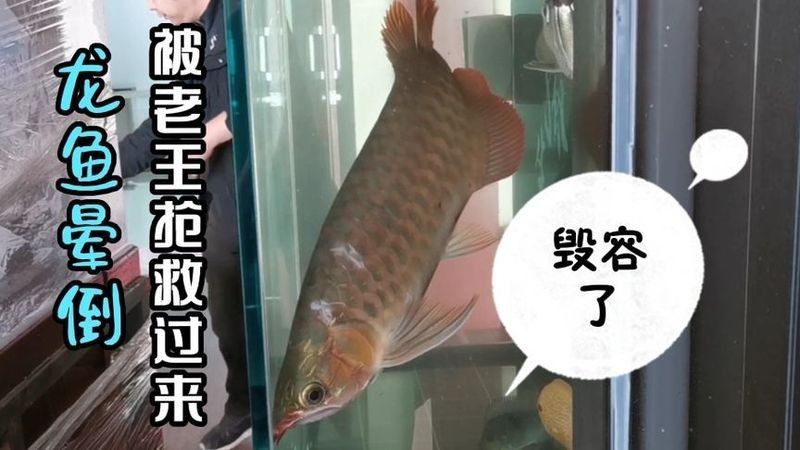 龍魚(yú)搶救費(fèi)用大概是多少？