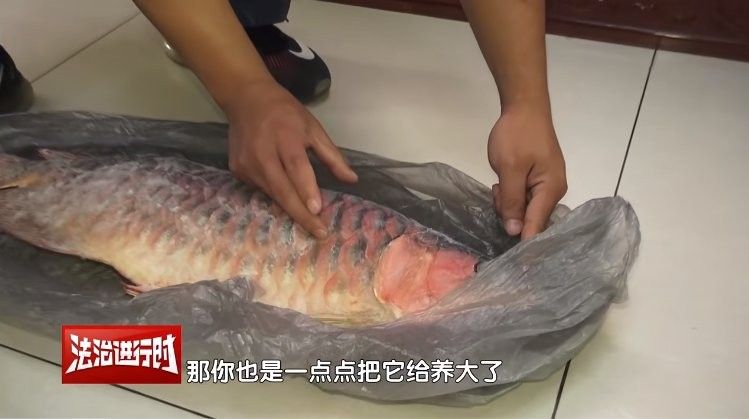 龍魚(yú)搶救費(fèi)用大概是多少？