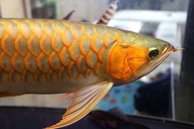 黃尾金龍魚能上色嗎：黃尾金龍魚有可能通過正確的飼養方法來上色的飼養方法
