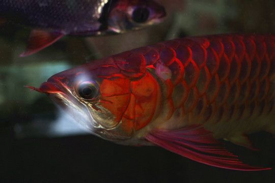 黃尾金龍魚能上色嗎：黃尾金龍魚有可能通過正確的飼養方法來上色的飼養方法