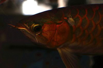黃尾金龍魚能上色嗎：黃尾金龍魚有可能通過正確的飼養方法來上色的飼養方法