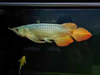 適合新手養(yǎng)龍魚的練手機型：新手養(yǎng)龍魚時選擇星點龍魚或銀龍魚或銀龍魚作為練手機型 適合新手養(yǎng)龍魚的練手機型：新手養(yǎng)龍魚時選擇星點龍魚或銀龍魚或銀龍魚作為練手機型 龍魚百科 第3張