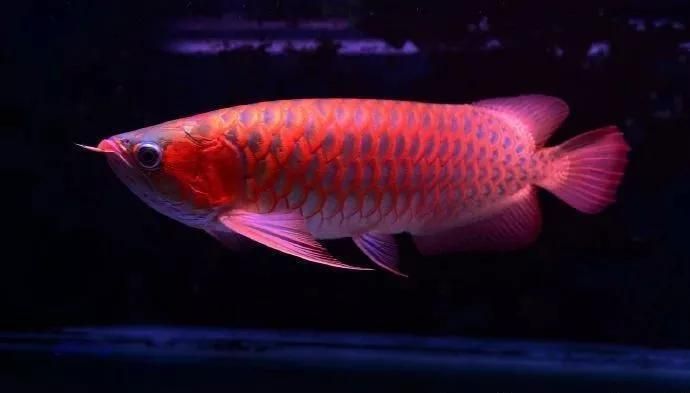 龍魚病了怎么治療視頻講解：觀賞魚藥物使用指南,龍魚水質管理技巧分享龍魚水質管理技巧分享