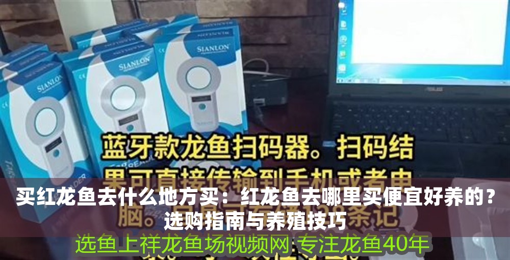 買紅龍魚去什么地方買：紅龍魚去哪里買便宜好養(yǎng)的？選購指南與養(yǎng)殖技巧 買紅龍魚去什么地方買：紅龍魚去哪里買便宜好養(yǎng)的？選購指南與養(yǎng)殖技巧 龍魚百科 第1張