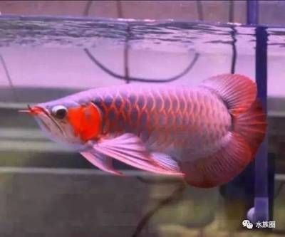 極品血紅龍魚多少錢一條（極品血紅龍魚價格表紅龍魚多少錢一條血紅龍魚多少錢一條）