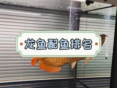 龍魚配魚排名前十：龍魚配魚排名前十的列表 龍魚配魚排名前十：龍魚配魚排名前十的列表 龍魚百科