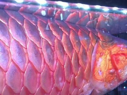 龍魚細菌感染癥狀圖片