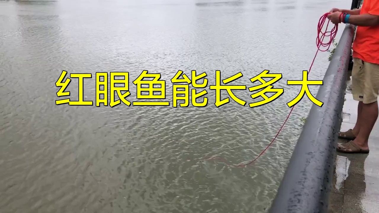 紅眼白子龍魚能長多大
