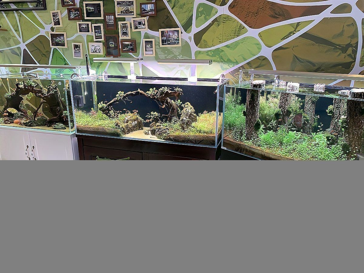 能與雷龍魚混養的魚