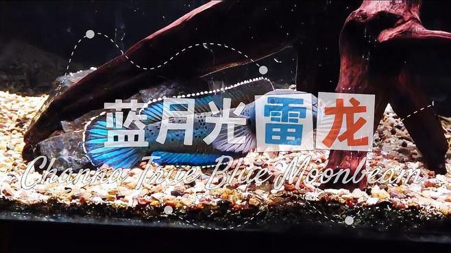藍月雷龍魚和梅豹雷龍區別 藍月雷龍魚和梅豹雷龍區別 龍魚百科 第1張