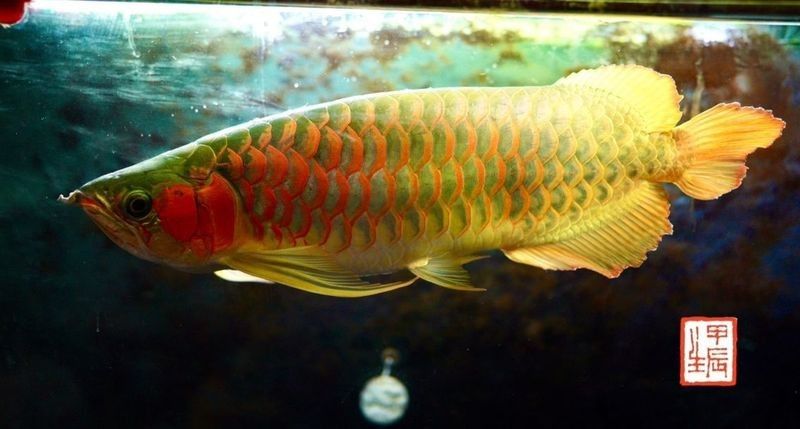 龍魚身體有點傾斜正常嗎 龍魚身體有點傾斜正常嗎 龍魚百科 第1張