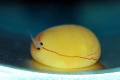 龍魚為什么會被卵憋死了：龍魚為什么會被卵憋死 龍魚為什么會被卵憋死了：龍魚為什么會被卵憋死 龍魚百科 第2張